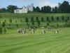 2025 season weekday special- Prepaid 9 Holes w/ Cart